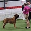 Bullmastiff Stud