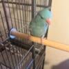 Parrotlets Babies available