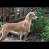 Rehoming Italian Greyhound / Beagle Mix Dog - Male - 5 years old