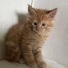 Extraordinary Maine Coon Kittens