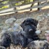 Expecting Giant Schnauzer Puppies