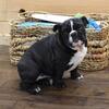 ENGLISH BULLDOG PUPPIES FOR SALE