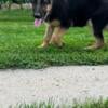 AKC GERMAN SHEPHERD PUPPIES BLACK AND TAN