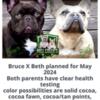 AKC health and genetic tested French bulldogs