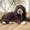 Cocker spaniel female