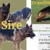 West German Shepherd Showline import Stud