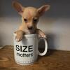 Chihuahua 1 pound 15 onces of love!