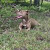 Fawn American Bully Greenville NC