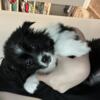 Mini Aussie puppies up for adoption 2-5-2024