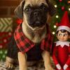 Mini Pug Boy – 4 Months Old, Under 10 lbs Full 