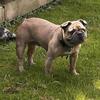 Blue Fawn, Spayed, French Bulldog 