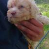 Female toy poodle she will be around 8lbs