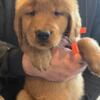 Akc golden retriever puppies