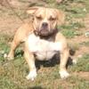 American bully sable