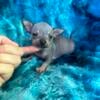 Hairless chihuahuas find us on FB: Chihuahua paws Texas