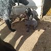 german shorthaired pointer puppies AKC REGISTERED