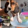 BassetHoundPuppies American/European