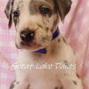 AKC Mantle and Harlequin Great Dane Puppies