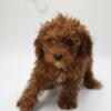 Mini Poodle- female, does NOT shed!