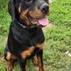 Akc female Rottweiler