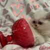 Exotic Shorthair Persian/Himalayan