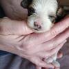 Parti Yorkie male