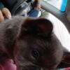 Beautiful fluffy french bulldog puppy or trade