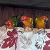 Hand fed Sun Conures