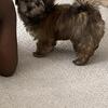 Shitzu/yorkie (Shorkie)