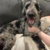 Goldendoodle for stud