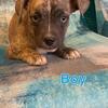 Miniature Auss Tzu-Pocket Bully mix puppies For Sale