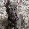 1yr old Female Frenchie