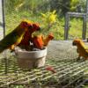 Sunconures pair whith DNA