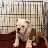 Male
