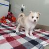 Pomsky puppies males and females
