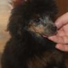 toy poodle pups male and female