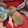 Holland lop doe rabbit