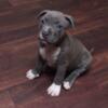 Blue nose pitbull bully puppies