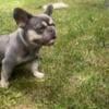 Roxi French Bulldog For Sale