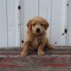 Mini Goldendoodle Available now!