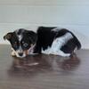 Cowboy Corgi male 1