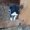 AKC black & white male ready to go! $800