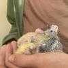 Baby Cockatiels 