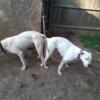 Dogo Argentino upcoming breeding