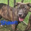 Pit shepherd mixes for adoption