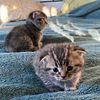 Scottish Fold Kittens For Sale!