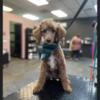 Moyen poodle