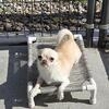CHIHUAHUA Male Nuetered