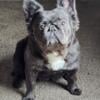 Female fluffy Frenchie available with rights