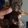 Chocolate T Cup Yorkies